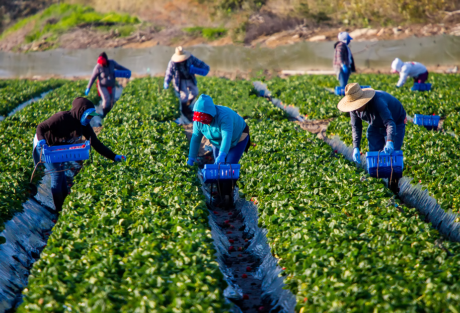 California agricultural workers on a field